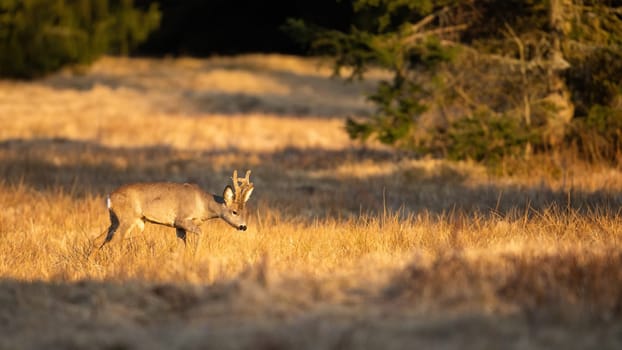 Captivating photo of roe deer, capreolus capreolus, buck walking in the morning light in spring nature. Panoramic composition of grazing game on spring morning with copy space