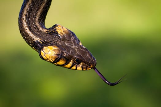 Head of a grass snake, natrix natrix, flicking its forked tongue in summer nature from above. Portrait of reptile on a green meadow with blurred background.