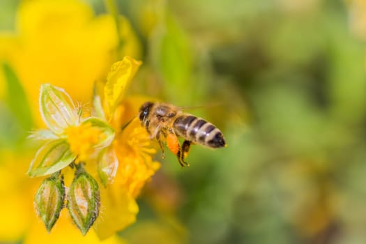 Animal flying to pollination. Important insect for environment ecology ecosystem. Awareness of nature climate change sustainability.