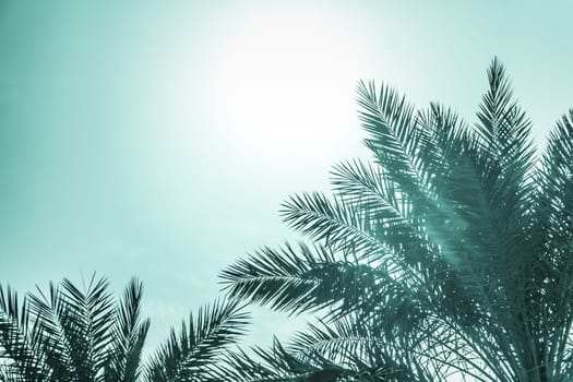 Sun light shines through leaves of palm. Beautiful wanderlust travel journey symbol for vacation trip to southern holiday dream island