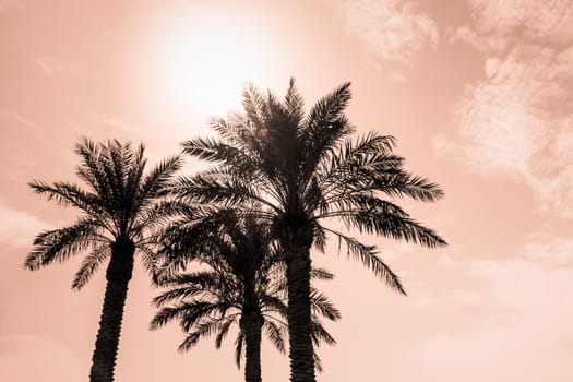 Sun light shines through leaves of palm. Beautiful wanderlust travel journey symbol for vacation trip to southern holiday dream island