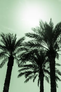 Sun light shines through leaves of palm. Beautiful wanderlust travel journey symbol for vacation trip to southern holiday dream island