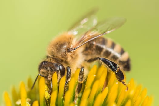 Animal sitting for pollination. Important insect for environment ecology ecosystem. Awareness of nature climate change sustainability.