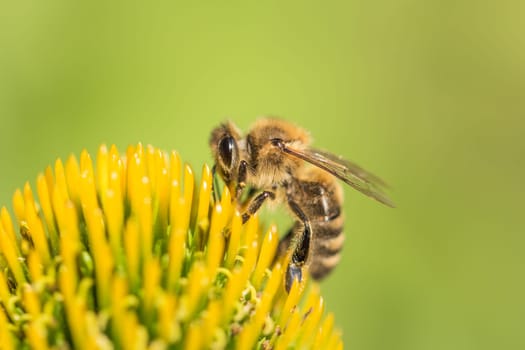 Animal sitting for pollination. Important insect for environment ecology ecosystem. Awareness of nature climate change sustainability.