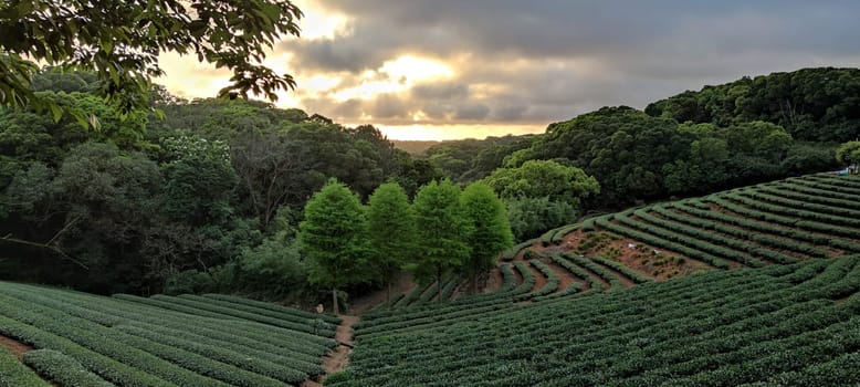 The tea plantation landscape sunset, Taiwan