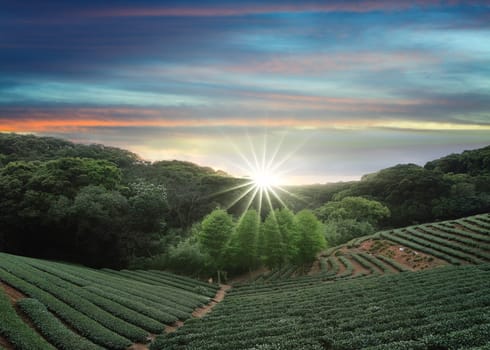 The tea plantation landscape sunset, Taiwan