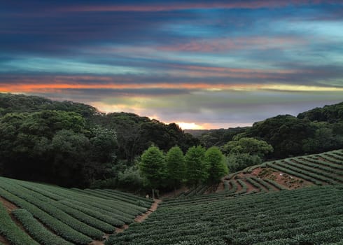 The tea plantation landscape sunset, Taiwan