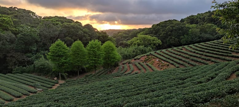 The tea plantation landscape sunset, Taiwan