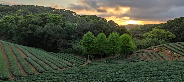 The tea plantation landscape sunset, Taiwan