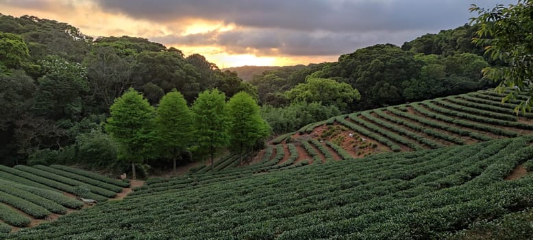 The tea plantation landscape sunset, Taiwan