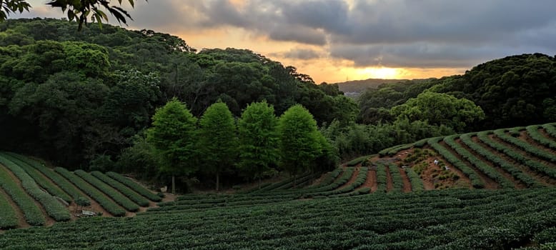 The tea plantation landscape sunset, Taiwan