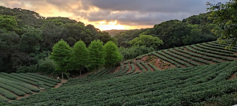 The tea plantation landscape sunset, Taiwan