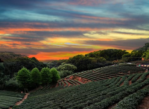 The tea plantation landscape sunset, Taiwan