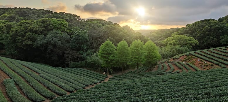 The tea plantation landscape sunset, Taiwan