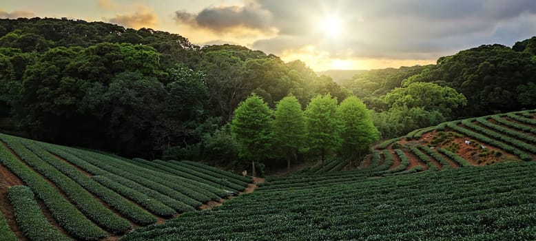 The tea plantation landscape sunset, Taiwan