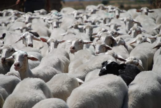 There is a black sheep in many families