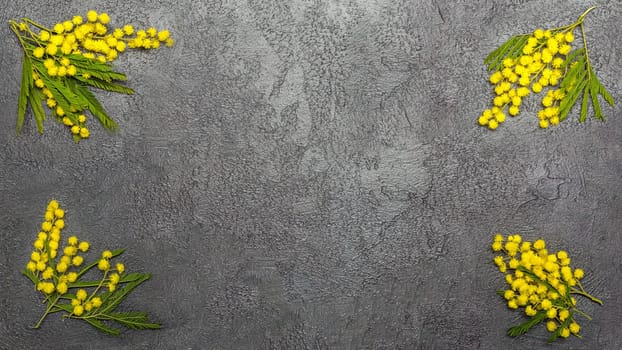 Composition with mimosa flowers on black background, spring season concept. symbol of 8 march, happy womens day. copy space. long banner