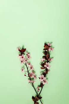 Creative flat lay flowers composition. Light pink flowers on pastel green background. Wedding. Birthday. Valentines Day. Mother's day. Flat lay, top view, copy space.