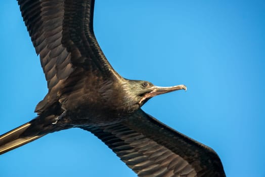 Closeup view of a frigatebird in flight in the Galapagos Islands in Ecuador