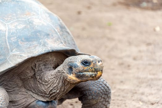 Giant tortoise on Isabela Island in the Galapagos Islands in Ecuador
