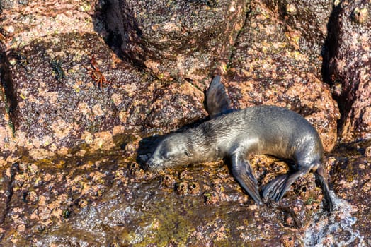 Baby sea lion on rocks on North Seymour Island in the Galapagos Islands in Ecuador