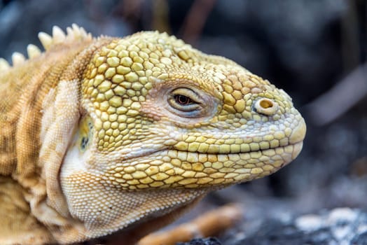 Closeup view of the face of a yellow Land Iguana on Isabela Island in the Galapagos Islands in Ecuador