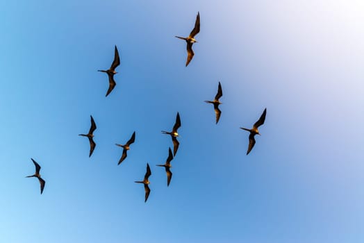 Ten frigatebirds high in the air in the Galapagos Islands in Ecuador