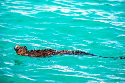 Marine Iguana swimming in beautiful blue water in the Galapagos Islands