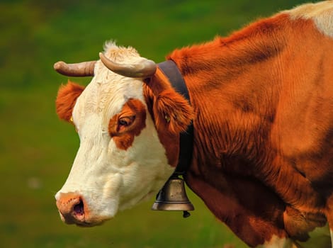Beautiful profile portrait of a white and brown hereford cow wearing a bell