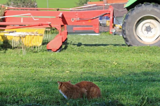 Mowing in summer is a great danger for cats. A red cat hunting mice in the field