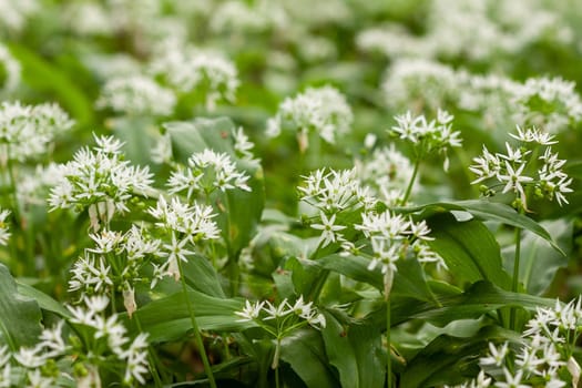 Wild garlic carpet in forest ready to harvest. Ramsons or bear's garlic growing in forest in spring. Allium ursinum. Czech Republic