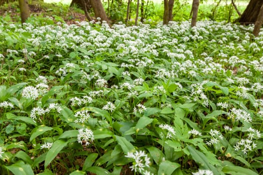 Wild garlic carpet in forest ready to harvest. Ramsons or bear's garlic growing in forest in spring. Allium ursinum. Czech Republic