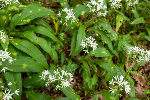 Wild garlic carpet in forest ready to harvest. Ramsons or bear's garlic growing in forest in spring. Allium ursinum. Czech Republic