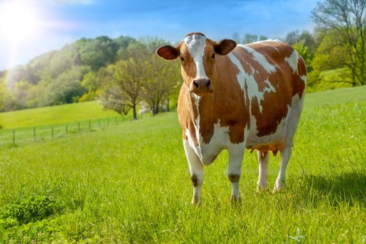 grazing white-brown cows on a green pasture - domestic animal - Czech Republic