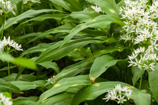 Wild garlic carpet in forest ready to harvest. Ramsons or bear's garlic growing in forest in spring. Allium ursinum. Czech Republic