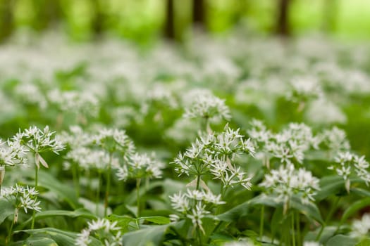 Wild garlic carpet in forest ready to harvest. Ramsons or bear's garlic growing in forest in spring. Allium ursinum. Czech Republic