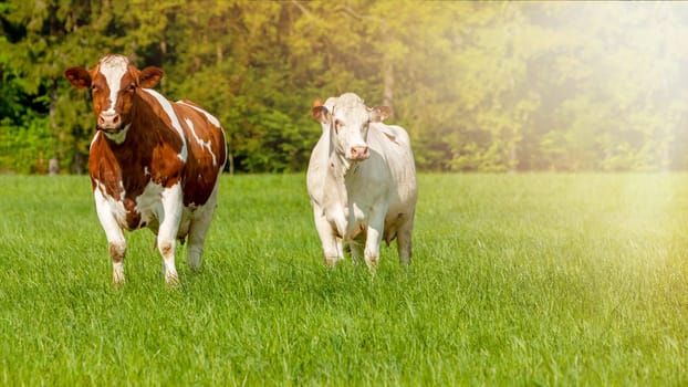 grazing white-brown cows on a green pasture - domestic animal - Czech Republic
