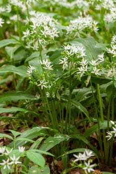 Wild garlic carpet in forest ready to harvest. Ramsons or bear's garlic growing in forest in spring. Allium ursinum. Czech Republic