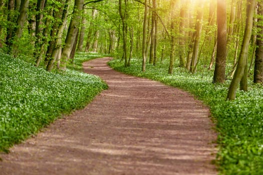 Natural monument Nemosicka hillside near the town of Pardubice in Czech Republic.. Wild garlic