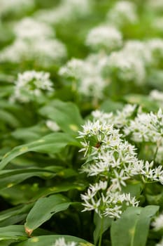 Wild garlic carpet in forest ready to harvest. Ramsons or bear's garlic growing in forest in spring. Allium ursinum. Czech Republic