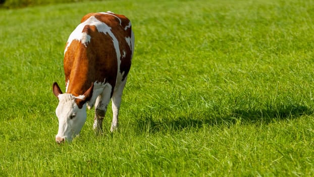 grazing white-brown cows on a green pasture - domestic animal - Czech Republic