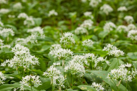Wild garlic carpet in forest ready to harvest. Ramsons or bear's garlic growing in forest in spring. Allium ursinum. Czech Republic