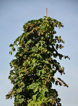 Flower of Humulus lupulus in front of sky