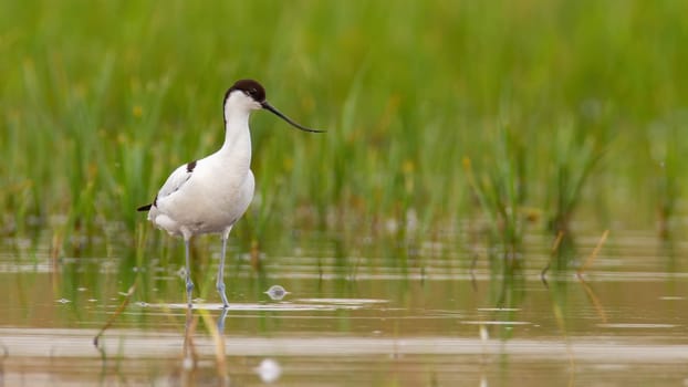 Pied avocet, recurvirostra avosetta, standing in flood in spring with copy space. Little white bird with curved beak looking in wetland with space for text. Long-legged featehred animal staring in swamp.