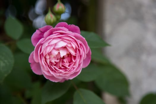 Pink rose blossom in the garden, spring time