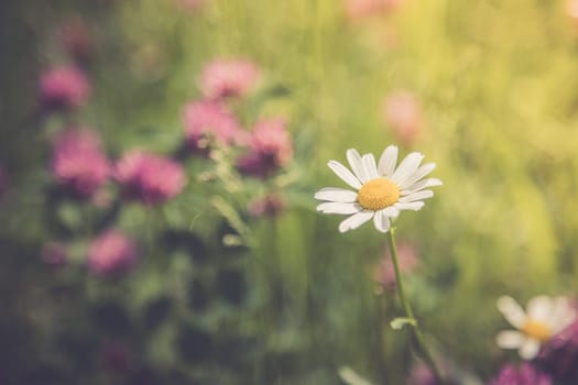 Cute fresh flowers in spring, colourful summer wildflowers meadow