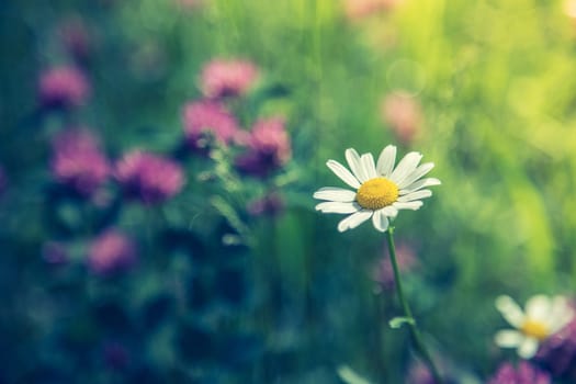 Cute fresh flowers in spring, colourful summer wildflowers meadow