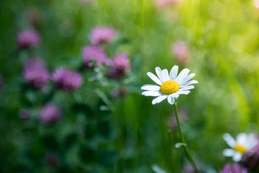 Cute fresh flowers in spring, colourful summer wildflowers meadow