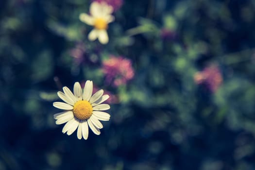 Cute fresh flowers in spring, colourful summer wildflowers meadow