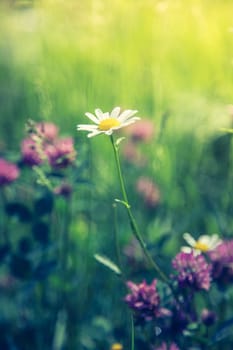 Cute fresh flowers in spring, colourful summer wildflowers meadow